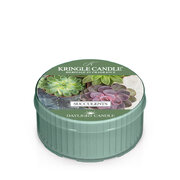 Kringle Candle Succulents świeca zapachowa świeca zapachowa (42 g)